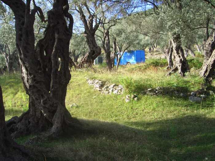 Old Olive Grove in Croatia