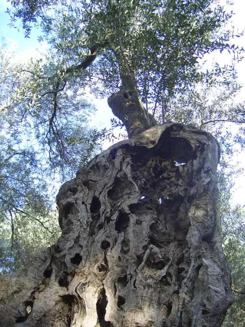 Old Olive Grove in Croatia