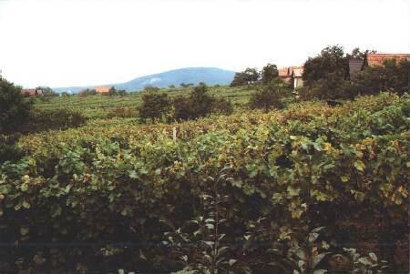 Wineyard02.jpg (24281 bytes)